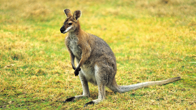 Illustration for article titled 8 Marsupials We’re Just Going To Throw Out Unless Bindi Irwin Wants Them